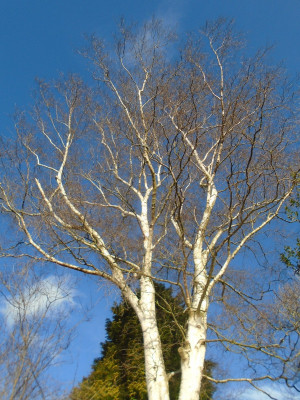 Birch.JPG