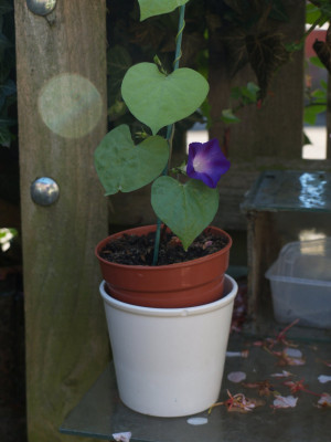 First Morning Glory.JPG