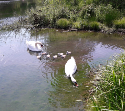 Swans and cygnets - own work