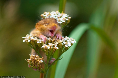 mouse.jpg