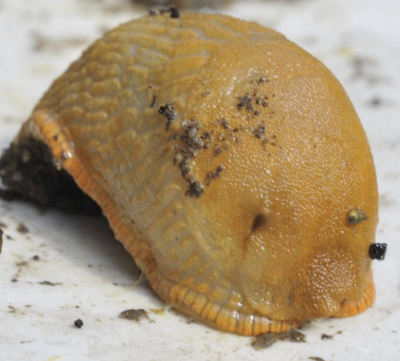 Slug.PNG