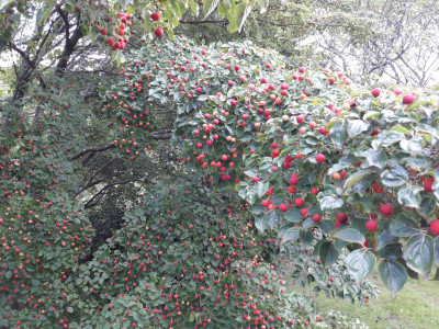 Autumn fruits2 - own work
