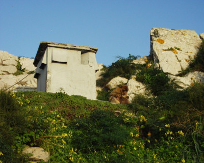 'Rock apes' on Gibraltar - own work