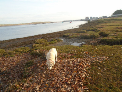 Dog at Amble<br />NF Own Work