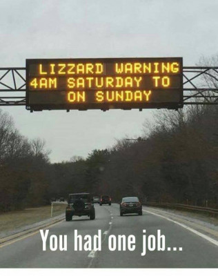 lizard.jpg