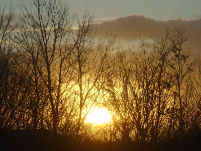 Sundown through the trees