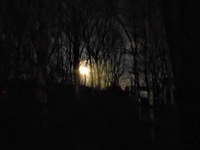 The moon through the trees