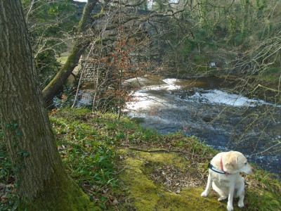 Nf Own Work River Derwent at Gibside