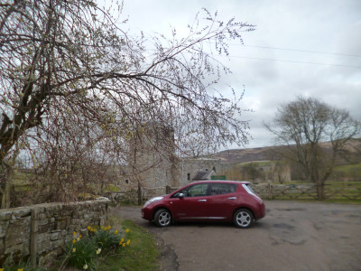 Leaf and pussy willow