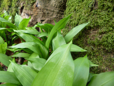 Northumberland Wild Garlic<br />NF own work