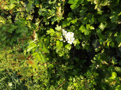Own work (see if you can spot the spider!)
