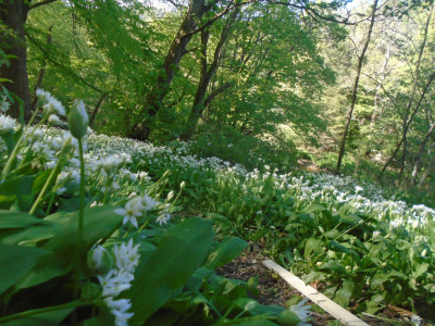 Wild Garlic in bloom!