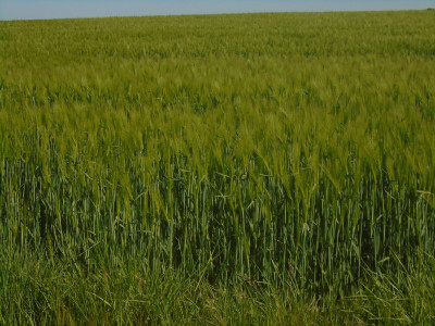 Field of Barley By the side of NCN68 North Northumberland