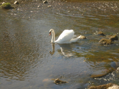 The White Swan but not quite<br />The Swan with Two Necks