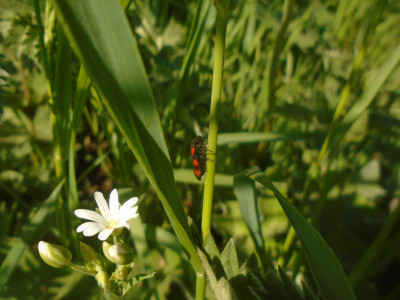 a flower, leaf, and an insect