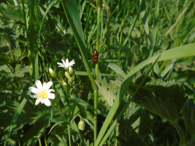 two flowers, a leaf, and an insect