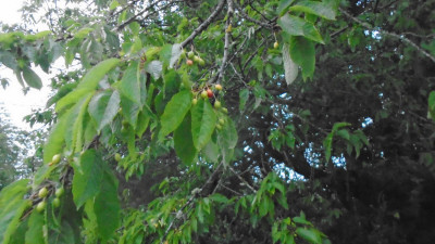 damp little cherries