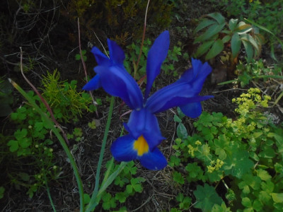 This is not a blue flower