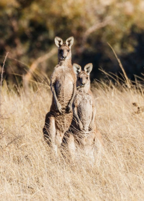 Australian meerkats.jpg