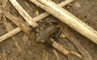 herpetology club No1