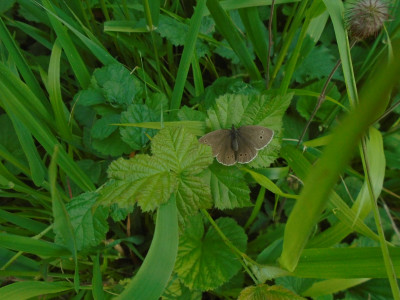 What butterfly is this then?