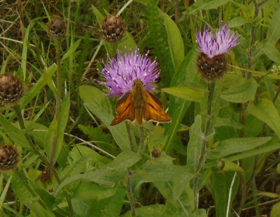 whatsthismoth?