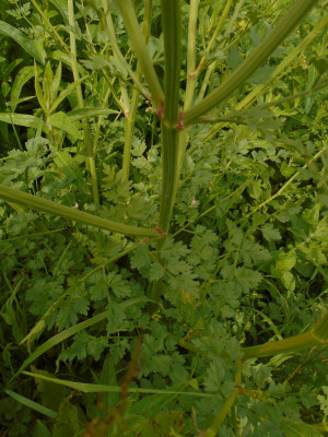 water dropwort stem and leaves