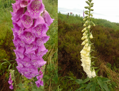 POTD Botany Club