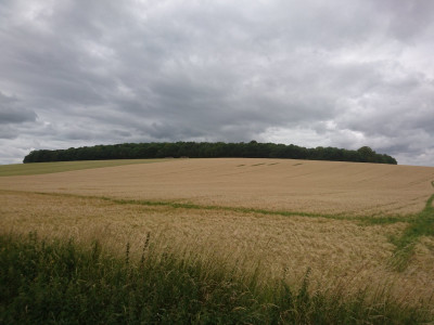 Hertfordshire crop field - Own work