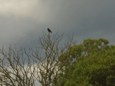 Young Raven Cresswell
