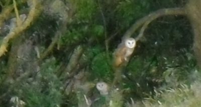 two young Barn owls making my day!
