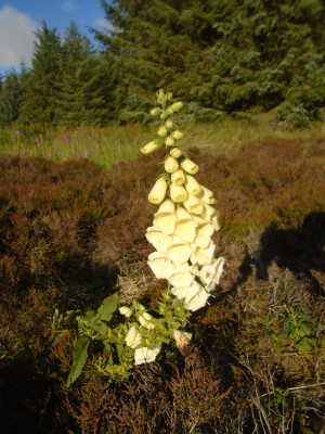 foxglove