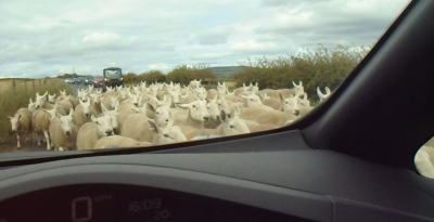 Leaf meets sheep