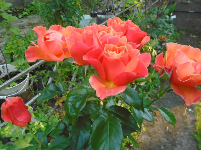 What a good year for the roses<br />Many blooms......