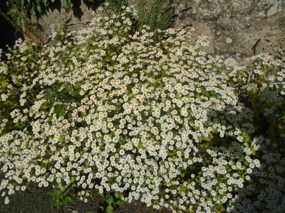 Rampant Feverfew at its brightest and best