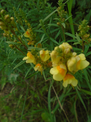 yellow and orange "butter and Eggs"  (toadflax) I think