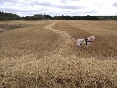 barley's safely gathered in ere the winter storms begin