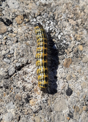 Big hairy caterpillar - own work