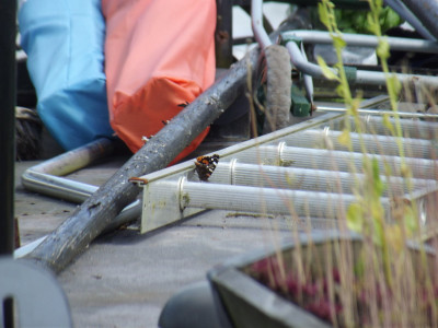 On the journey we had an Admiral come aboard; a Red Admiral (I think it is).