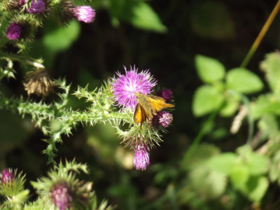 Thistle and moth (doesn't look like a butterfly)