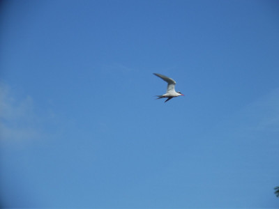 Lucky shot of a 'sea swallow' (more correctly known as a little tern)