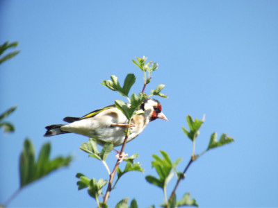 Goldfinch.  There was another nearby, I got a photo, but obscured by foliage.