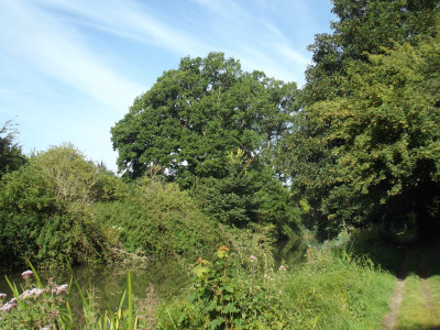 Yet more trees