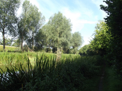 More trees