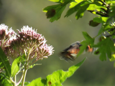 Lucky shot of butterfly launching