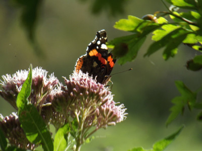 Red Admiral?