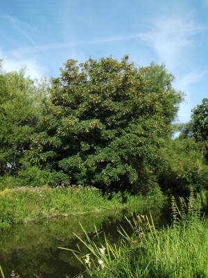Sycamore in flower?