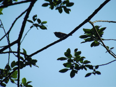 Not sure what bird it is, but it stayed still for long enough!