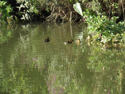 Late season ducklings