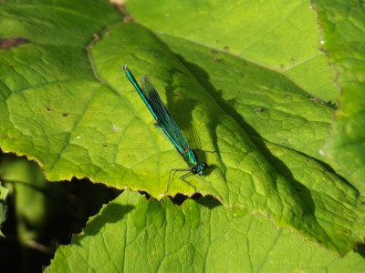 Demoiselle